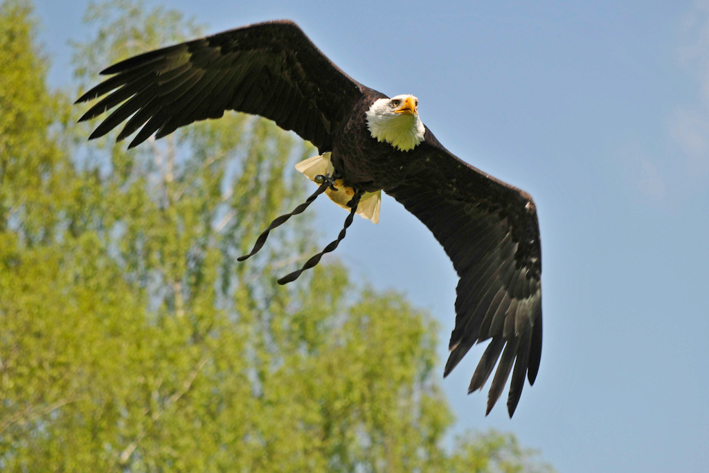 Reichert C  Seeadler